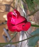 Verónica Villagra Sila